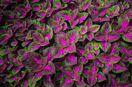 purple and green plant thumbnail