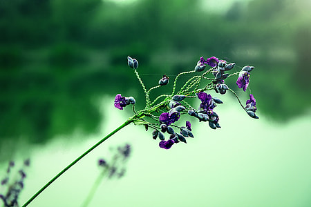 Then Force Flowers, Aquatic Plants thumbnail