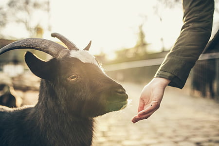 person taming black and white goat thumbnail