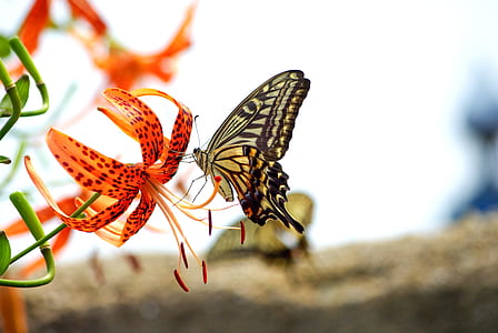 butterfly on orange flower thumbnail