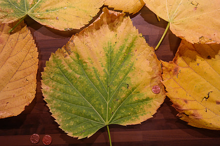 Mountain Elm, Elm Leaves thumbnail