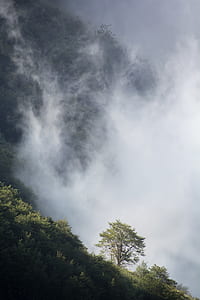 Green Tree Below White Sky thumbnail