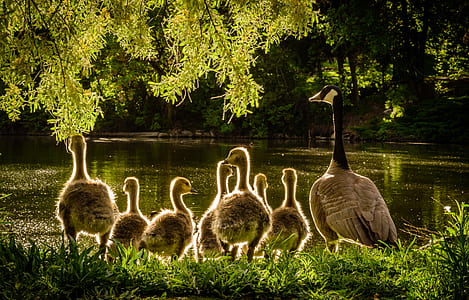 nature, water, garden, trees thumbnail