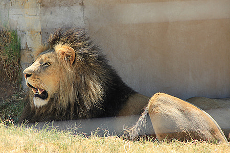 brown lion lying on field of grass thumbnail