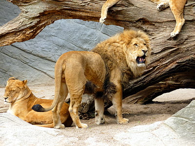 brown lion thumbnail