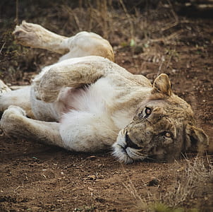 white and brown lioness thumbnail