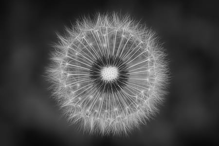 grayscale photography of white dandelion flower thumbnail