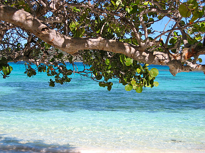 green leafed tree near body of water during daytime thumbnail