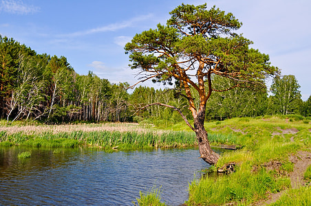 body of water beside green tree thumbnail