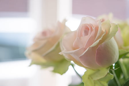 white and pink roses thumbnail