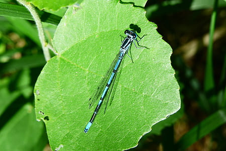 blue damselfly perching on green leaf in close-up photography thumbnail