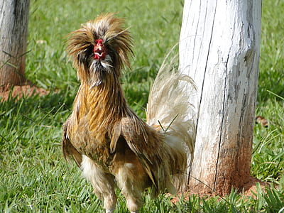 white rooster beside tree thumbnail