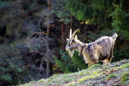 brown and black goat standing near green leafed trees during daytime thumbnail