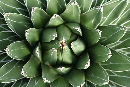 green succulent plant thumbnail