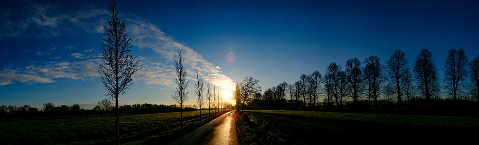 trees by the road during sunrise thumbnail
