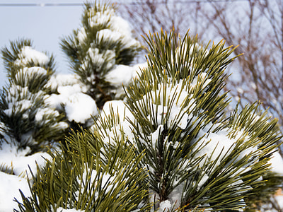 selective focus photography of pine needles with snow thumbnail