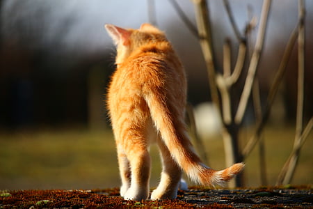 orange cat thumbnail