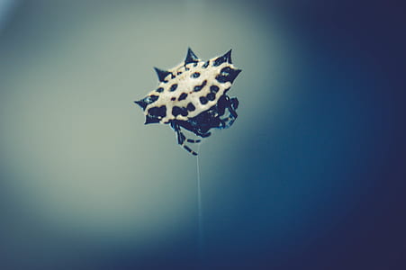 light, blur, freedom, insect thumbnail