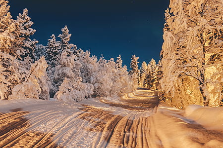 pathway coated with snow and surrounded with trees thumbnail