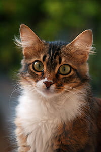 grey tabby kitten thumbnail