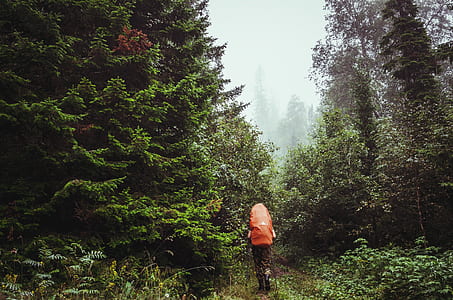 person wearing orange backpack walking alone forest during daytime thumbnail