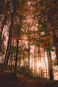 Two Person Standing Between Green Leaf Trees thumbnail