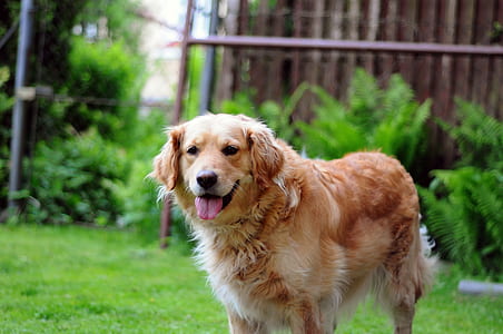 adult golden retriever thumbnail