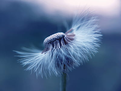 light, blur, flower, pollen thumbnail