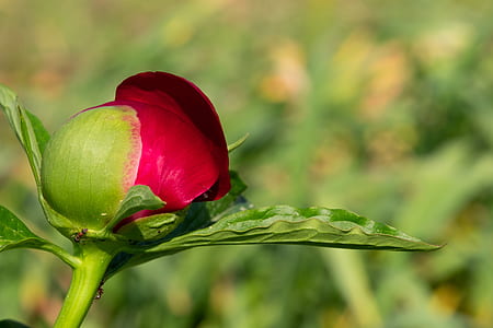 red rose thumbnail