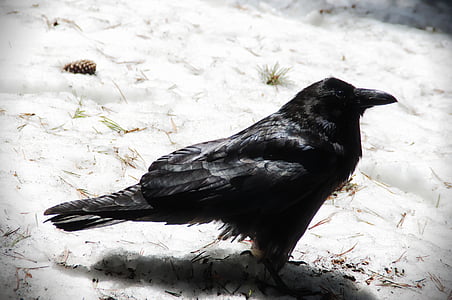 black raven on white sand thumbnail