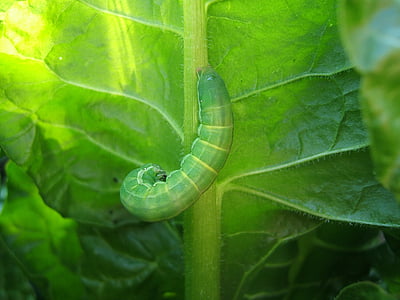 green caterpillar on leaf thumbnail
