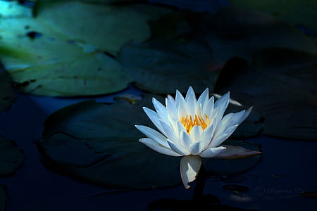 white lotus flower thumbnail