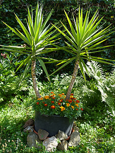 Yucca Gigantea, Yucca Elephantipes thumbnail
