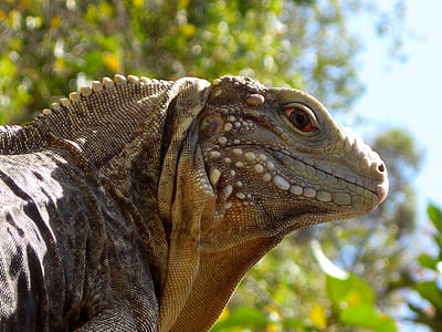 selective focus photo of gray reptile thumbnail