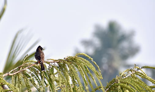 brown bird perching on brown leaf during daytime thumbnail
