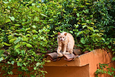 orange tabby cat on roof with shingles thumbnail