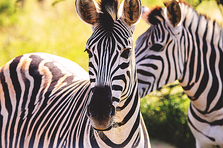 Closeup shot of a pair of zebras thumbnail