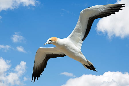 white and black bird flying under clear sky thumbnail