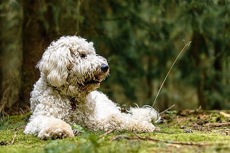 adult white havanese lying on the field thumbnail