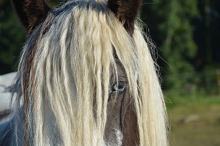 macro photography of gray horse thumbnail