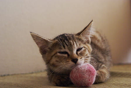 silver tabby cat playing round pink mesh ball thumbnail