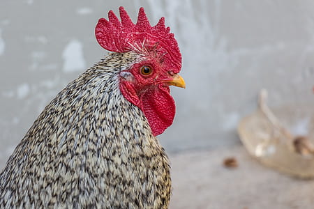 grey rooster thumbnail