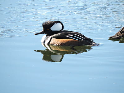 mallard duck on water thumbnail