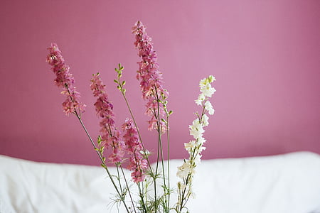 photo of pink and yellow petaled flowers thumbnail