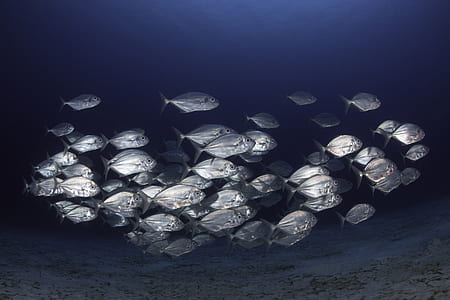 school of gray fish swimming in sea thumbnail