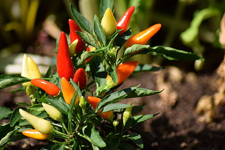 shallow focus photography of red jalapenos thumbnail