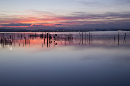 silhouette of plants on body of water thumbnail