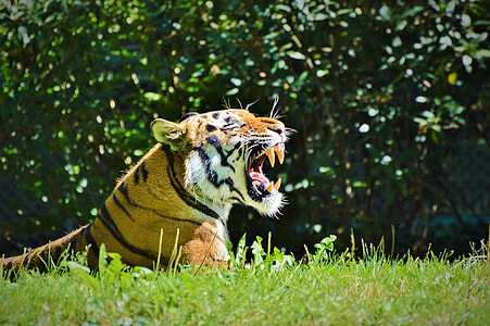 Bengal tiger thumbnail