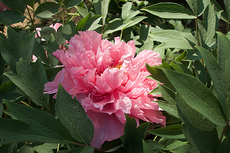 Peony, Flower thumbnail