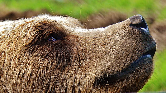 brown bear near green leaf plants thumbnail